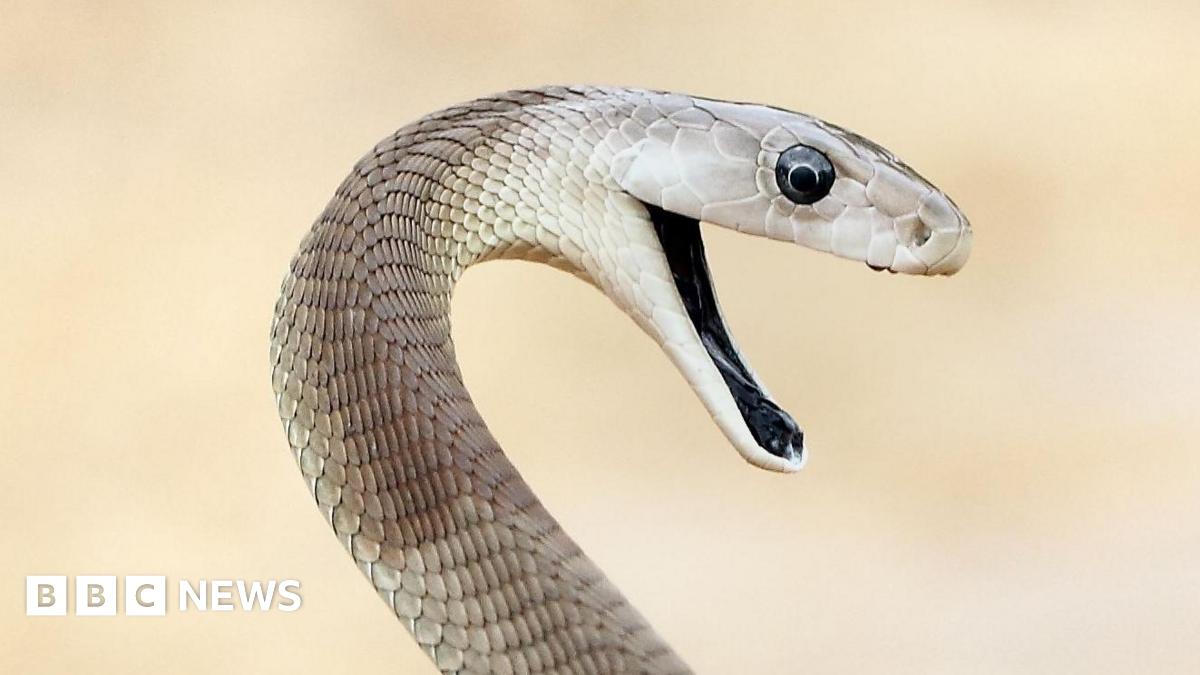 200 Bites, One Breakthrough: New Snake Antivenom