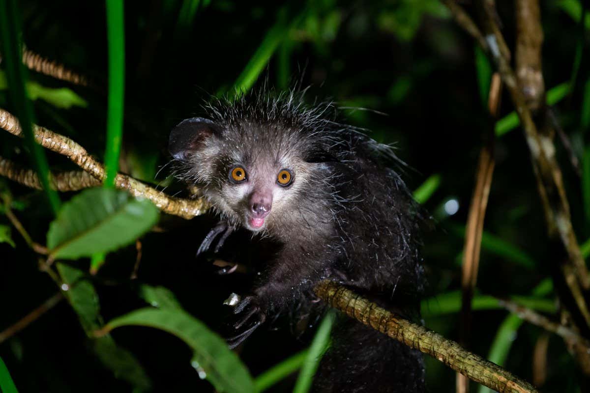 Aye-aye & Possums: Urgent Mammal Conservation