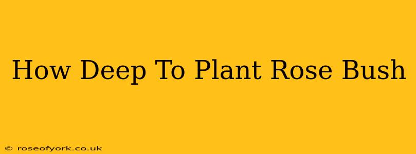 How Deep To Plant Rose Bush