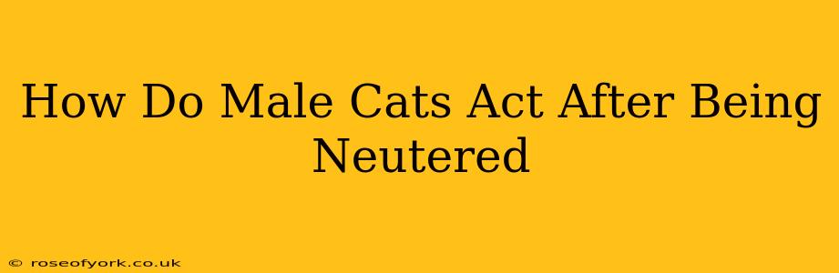 How Do Male Cats Act After Being Neutered