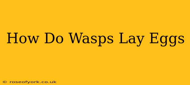 How Do Wasps Lay Eggs