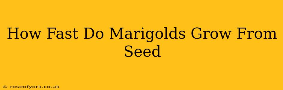 How Fast Do Marigolds Grow From Seed