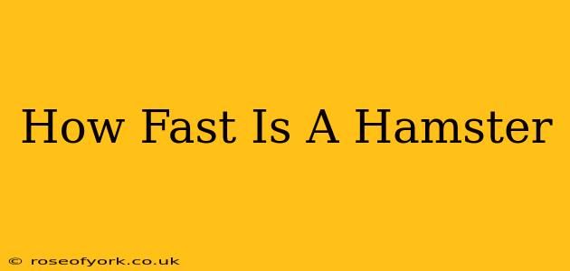 How Fast Is A Hamster