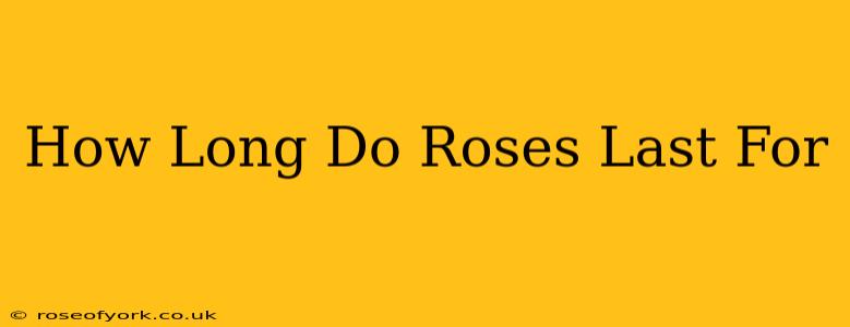 How Long Do Roses Last For