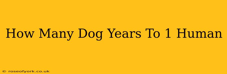 How Many Dog Years To 1 Human