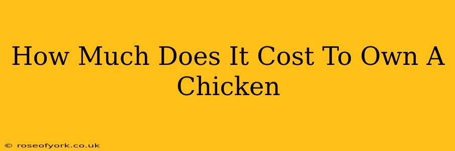 How Much Does It Cost To Own A Chicken