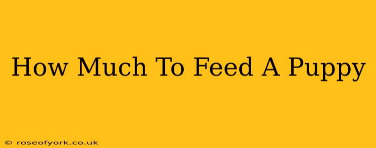 How Much To Feed A Puppy