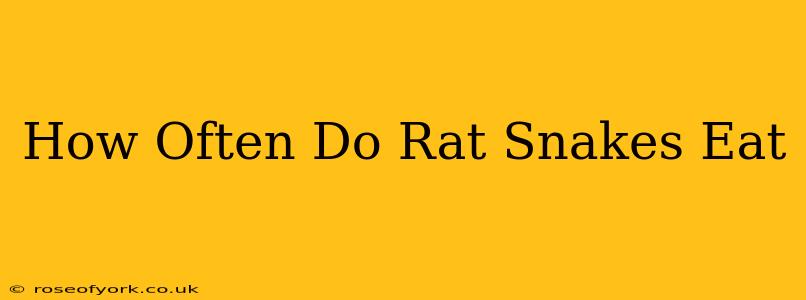 How Often Do Rat Snakes Eat