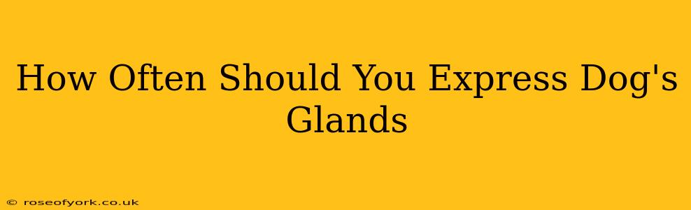 How Often Should You Express Dog's Glands