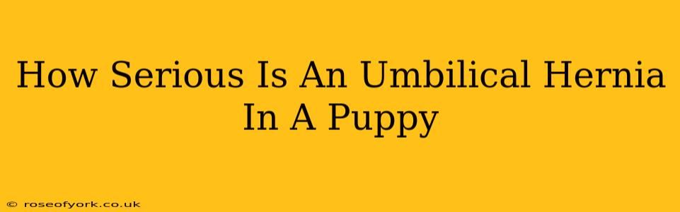 How Serious Is An Umbilical Hernia In A Puppy