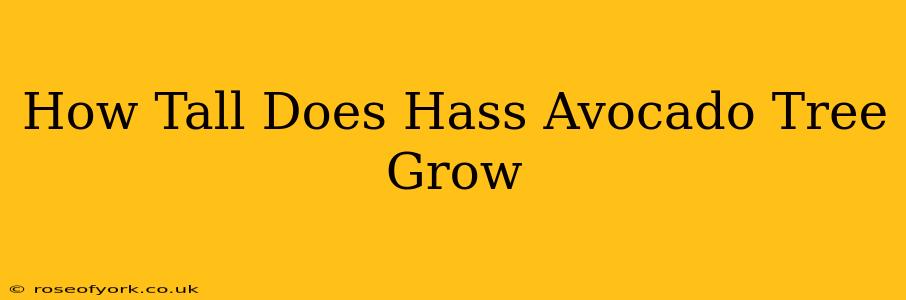 How Tall Does Hass Avocado Tree Grow