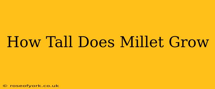 How Tall Does Millet Grow