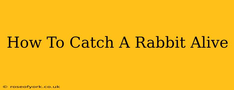 How To Catch A Rabbit Alive