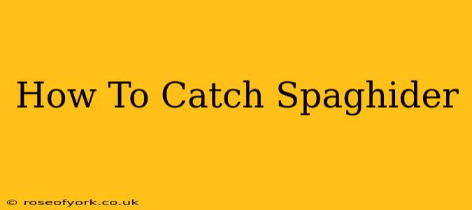 How To Catch Spaghider