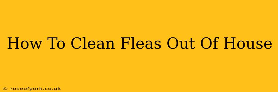 How To Clean Fleas Out Of House