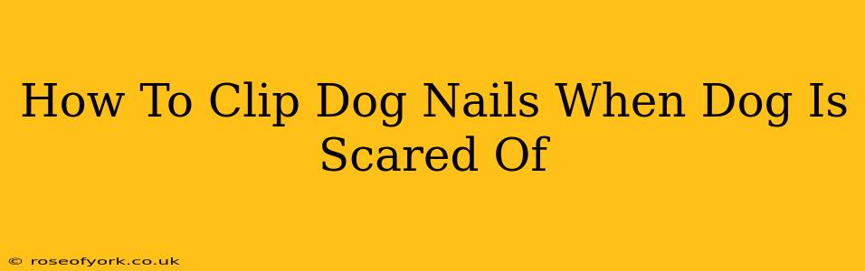 How To Clip Dog Nails When Dog Is Scared Of