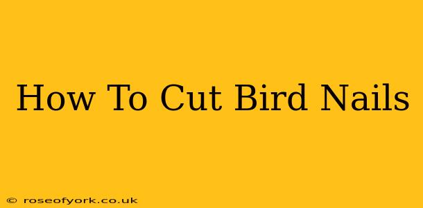 How To Cut Bird Nails