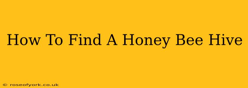 How To Find A Honey Bee Hive