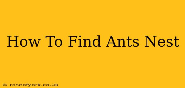 How To Find Ants Nest