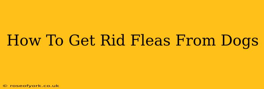 How To Get Rid Fleas From Dogs