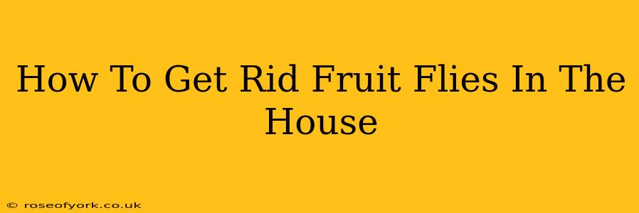 How To Get Rid Fruit Flies In The House