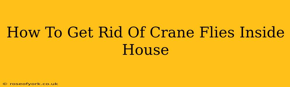 How To Get Rid Of Crane Flies Inside House