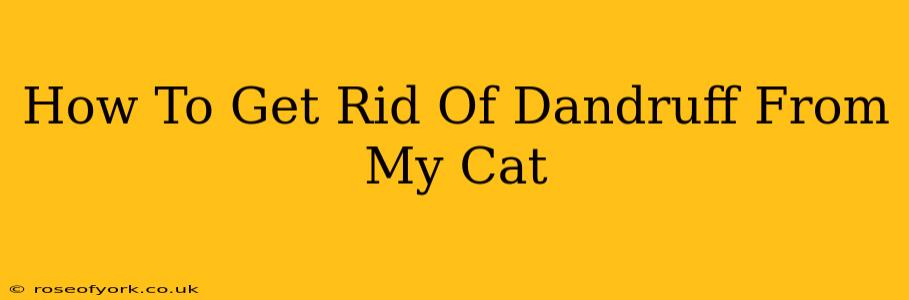 How To Get Rid Of Dandruff From My Cat