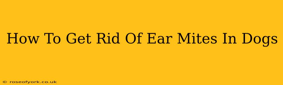 How To Get Rid Of Ear Mites In Dogs