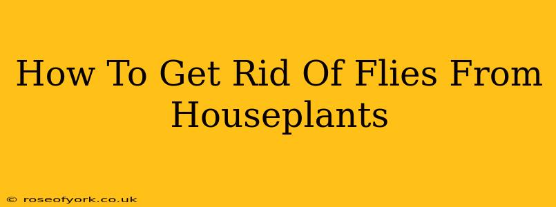 How To Get Rid Of Flies From Houseplants