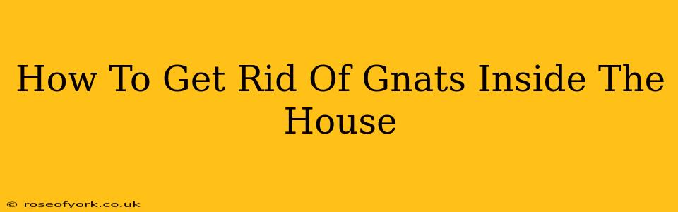 How To Get Rid Of Gnats Inside The House