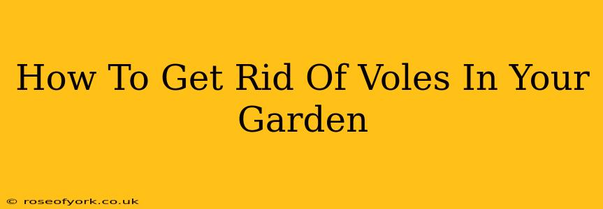 How To Get Rid Of Voles In Your Garden