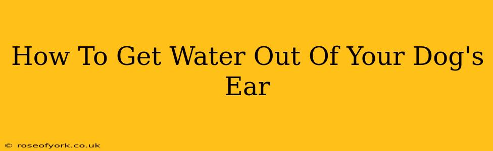 How To Get Water Out Of Your Dog's Ear