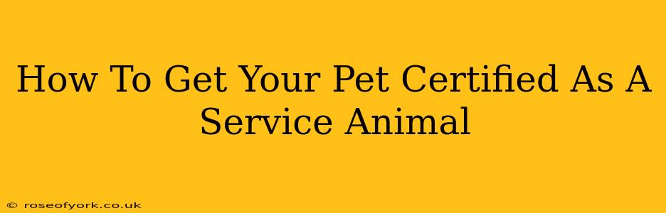 How To Get Your Pet Certified As A Service Animal