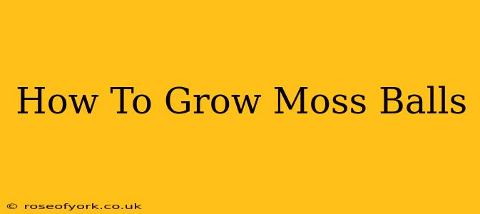 How To Grow Moss Balls