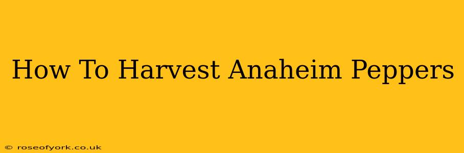 How To Harvest Anaheim Peppers