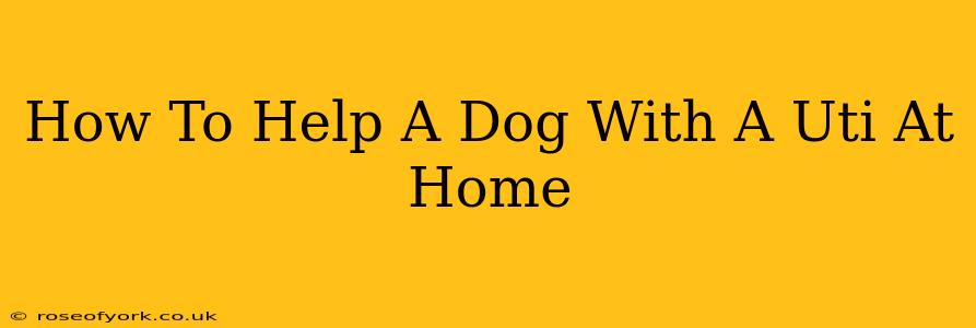 How To Help A Dog With A Uti At Home