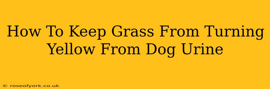 How To Keep Grass From Turning Yellow From Dog Urine