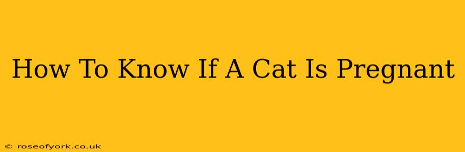 How To Know If A Cat Is Pregnant