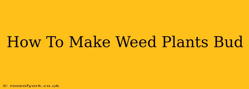 How To Make Weed Plants Bud