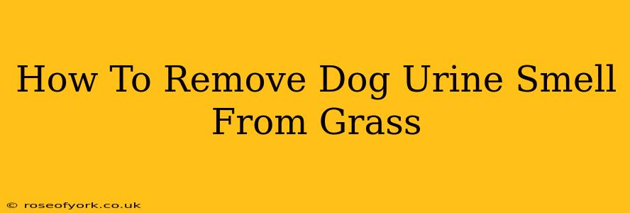 How To Remove Dog Urine Smell From Grass