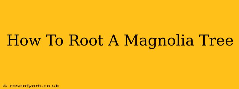 How To Root A Magnolia Tree