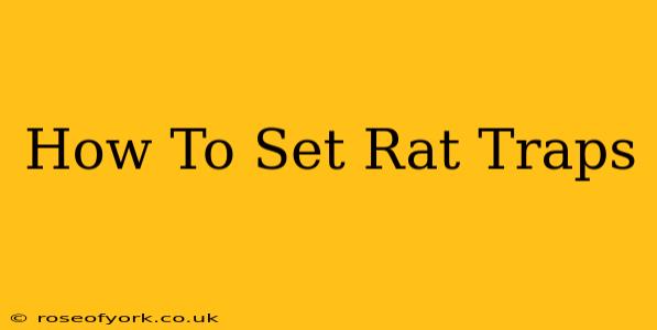 How To Set Rat Traps