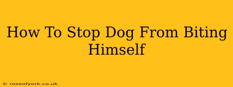 How To Stop Dog From Biting Himself