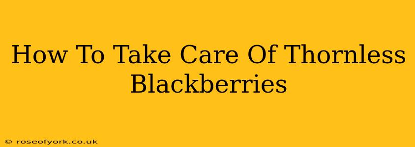 How To Take Care Of Thornless Blackberries