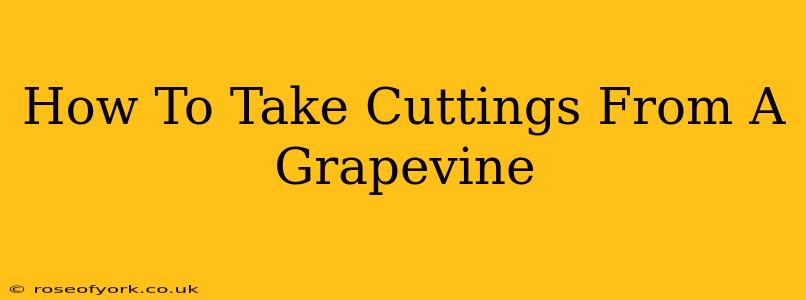 How To Take Cuttings From A Grapevine