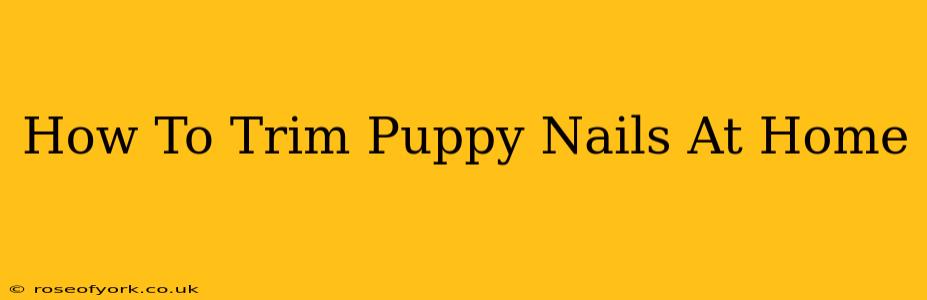 How To Trim Puppy Nails At Home