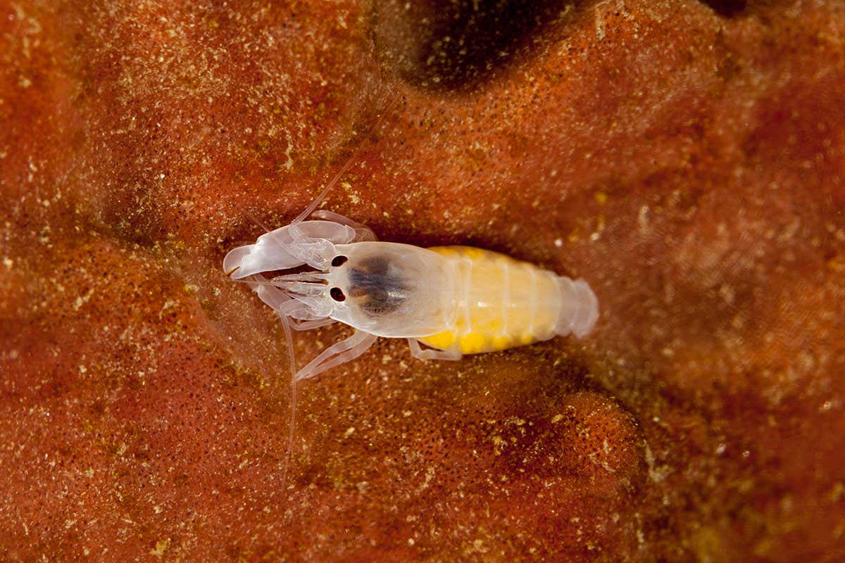 Mini Shrimp's Claw: New Underwater Speed Record