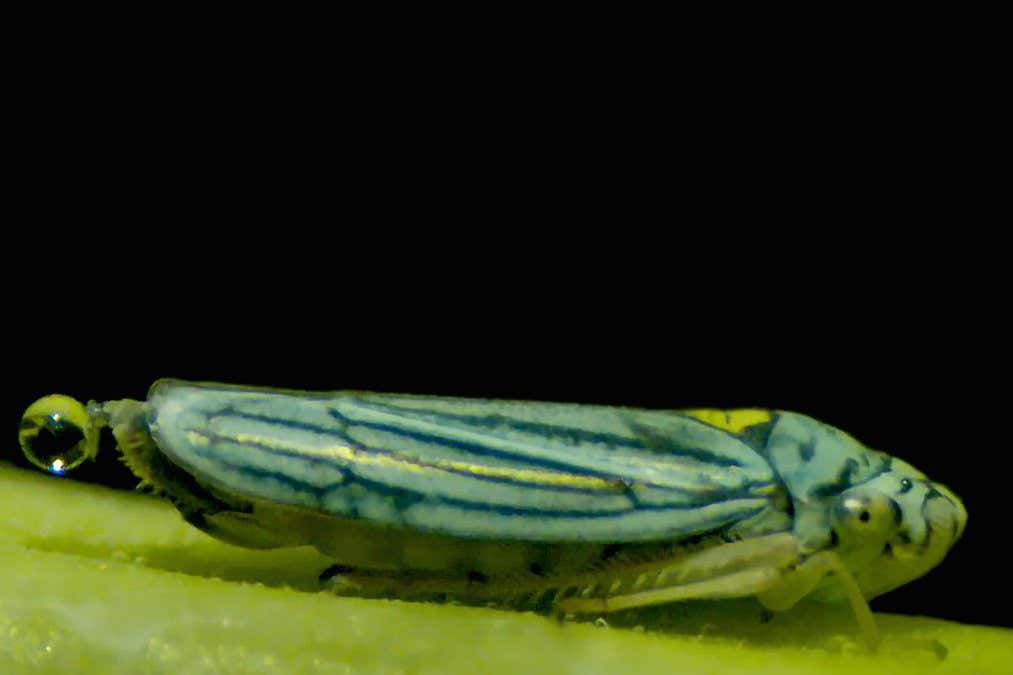 Miniature Marvels: Insect Waste & Anal Propulsion