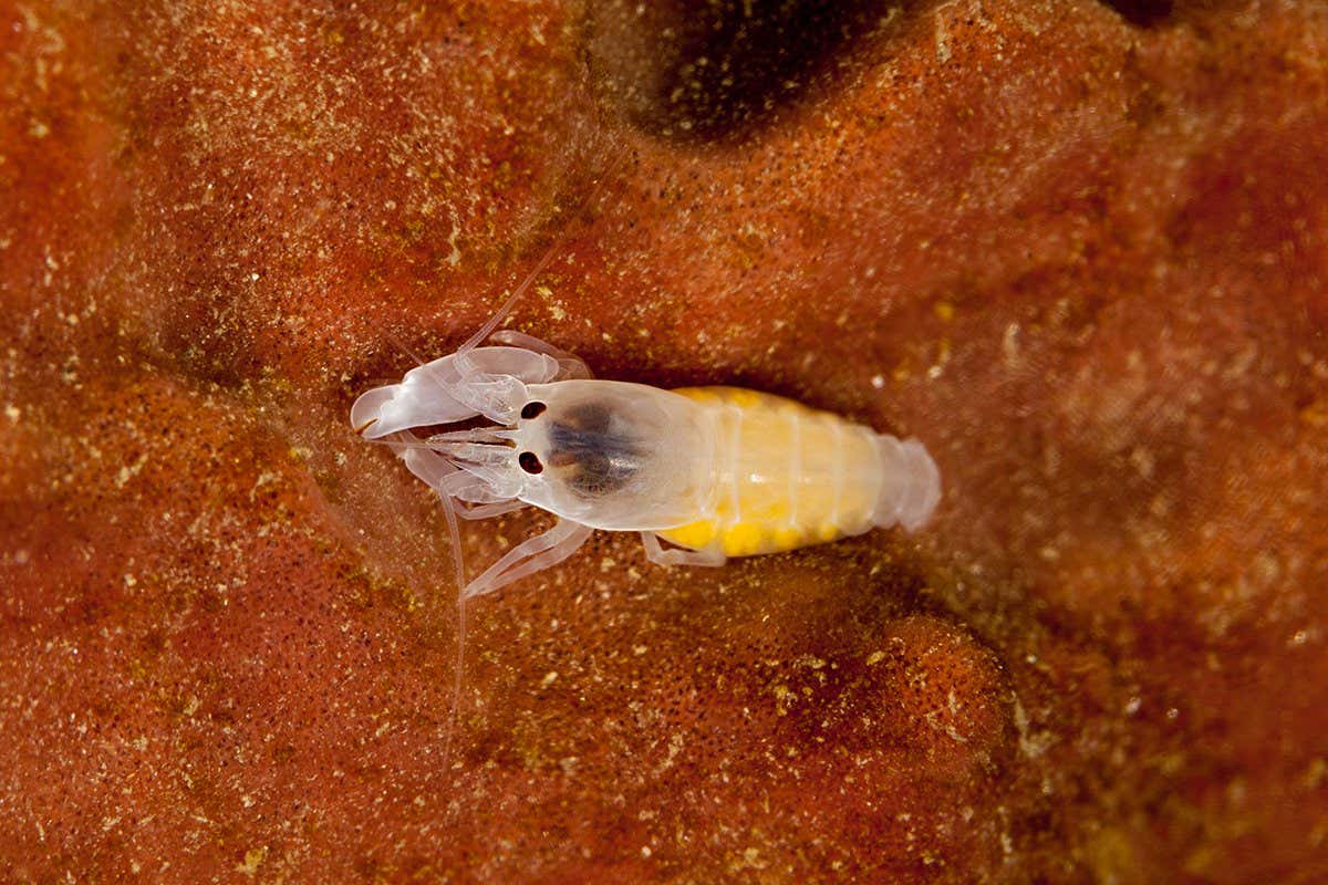 Snapping Shrimp: Tiny Claws, Fastest Acceleration