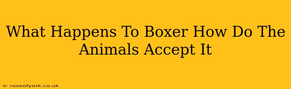 What Happens To Boxer How Do The Animals Accept It